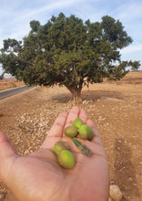 Load image into Gallery viewer, Moroccan Argan Oil (Hair & Face)